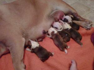 LongHornBabiesBulliepuppies